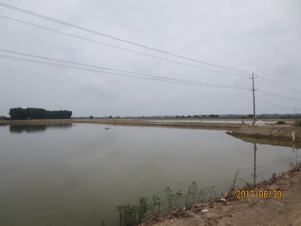 阳江镇新品种鲈鱼示范基地